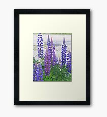 Shimmering Lupin Light Nr 4 Framed Print