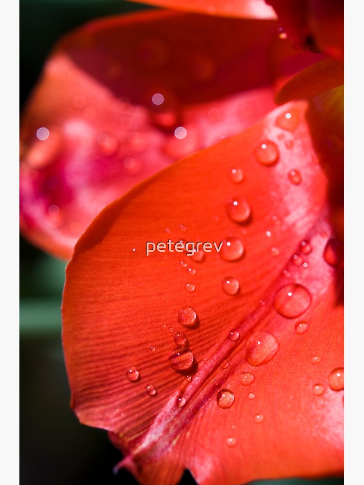Day 277 - 12th April 2012 by petegrev