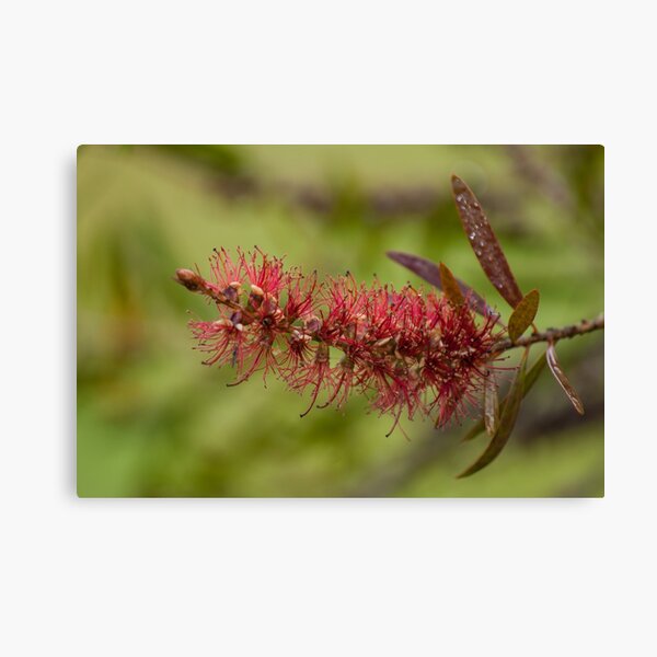 Item preview, Bottlebrush designed and sold by DeborahMcGrath.