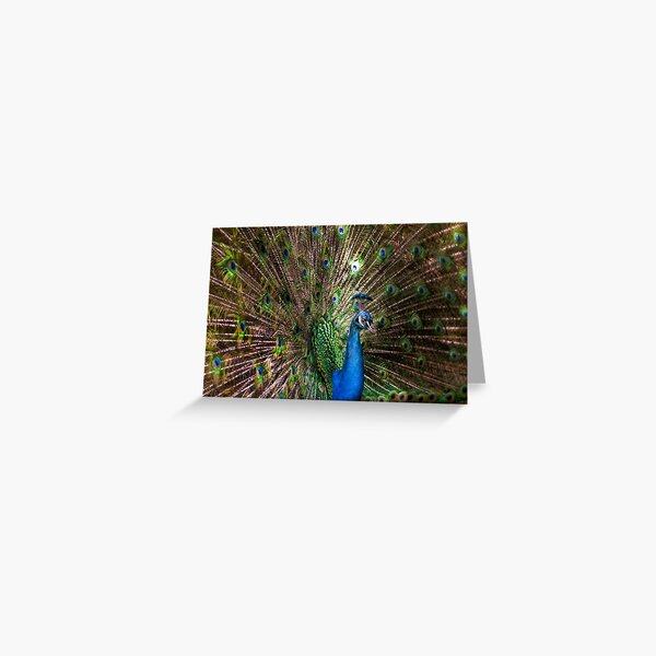Item preview, Peacock Perfect designed and sold by Lisa Kenny.