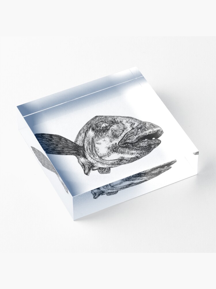 Alternate view of Buddy the Blue Groper Acrylic Block