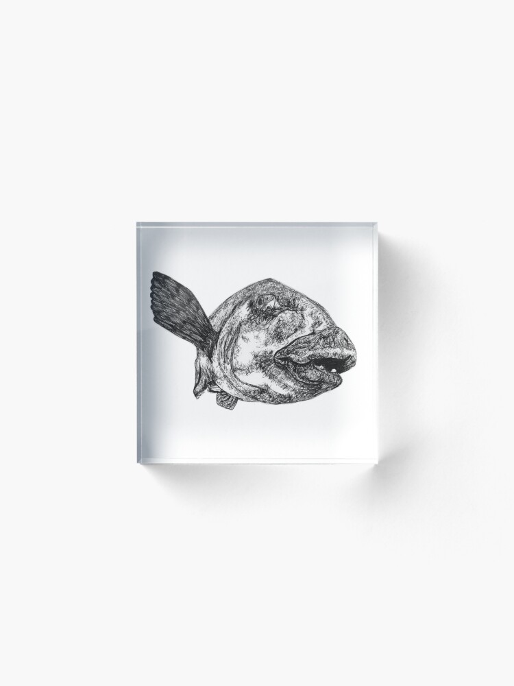 Alternate view of Buddy the Blue Groper Acrylic Block