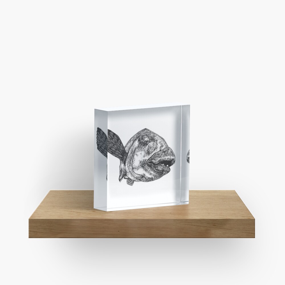 Buddy the Blue Groper Acrylic Block