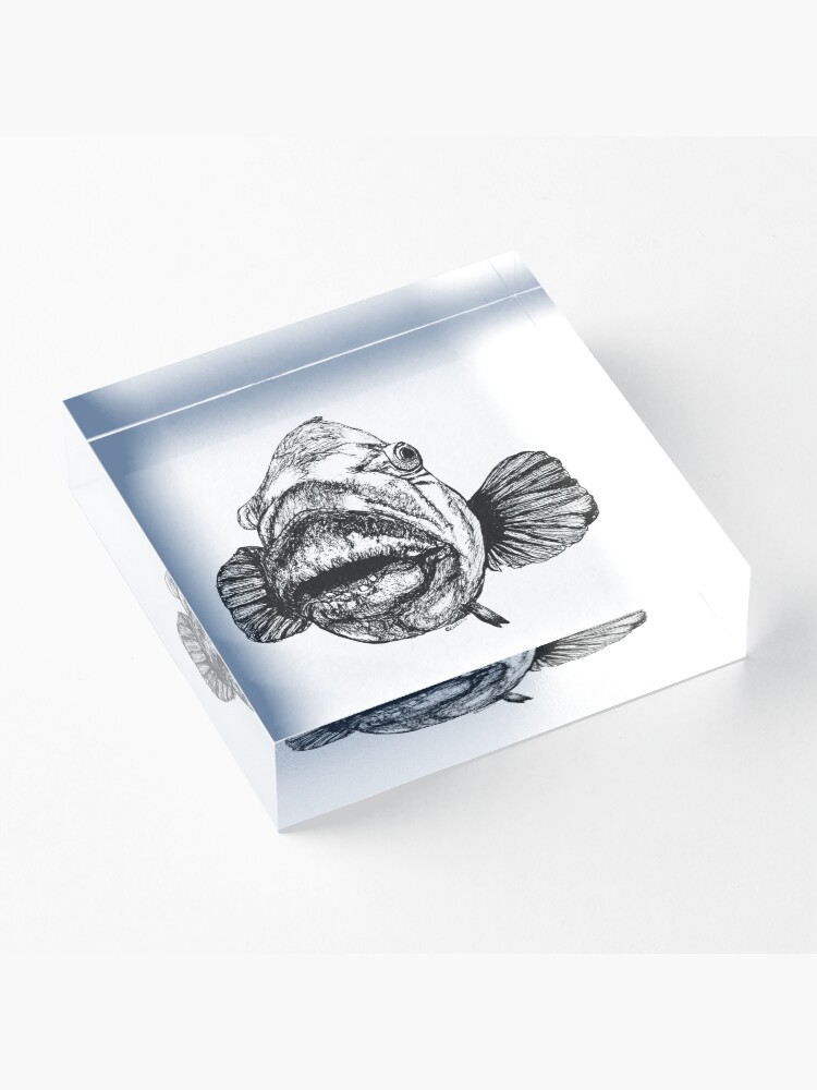 Alternate view of Barry the Blue Groper Acrylic Block