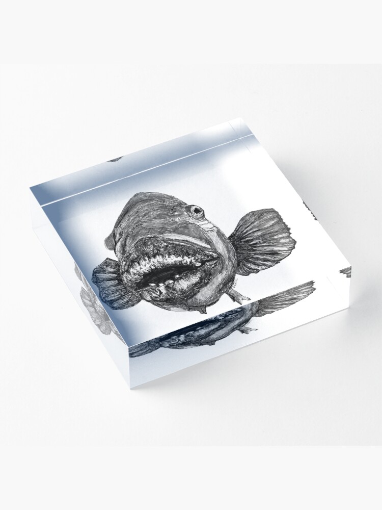 Alternate view of Meg the Blue Groper Acrylic Block