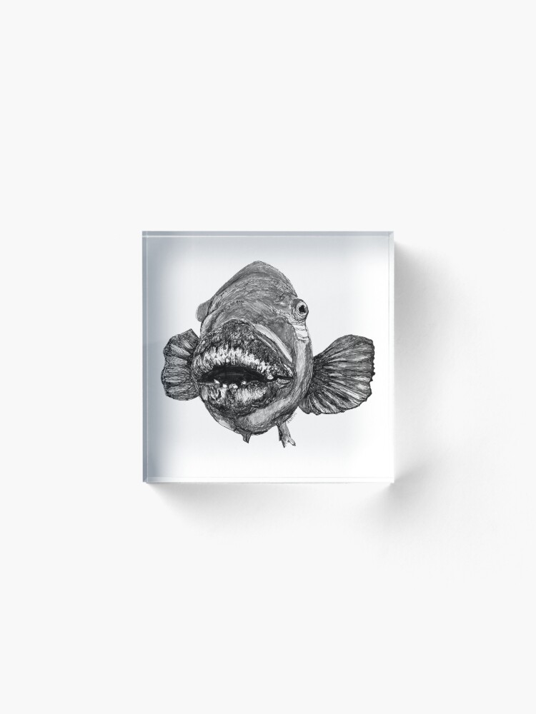 Alternate view of Meg the Blue Groper Acrylic Block