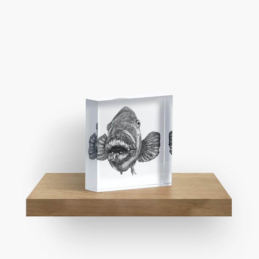 Meg the Blue Groper Acrylic Block