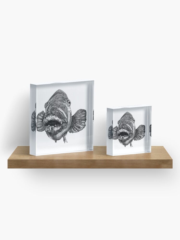 Alternate view of Meg the Blue Groper Acrylic Block