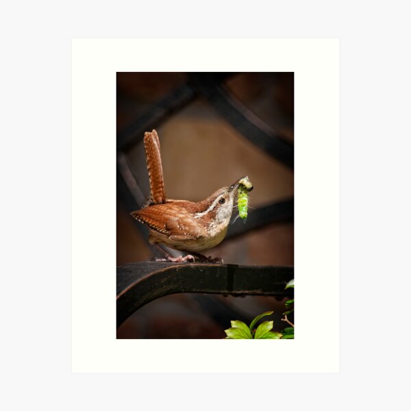 Item preview, Carolina Wren with Fresh Food for Babies designed and sold by Bonnie T.  Barry.
