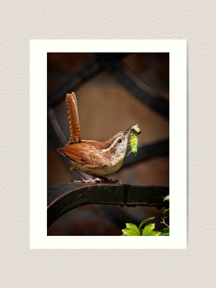 Carolina Wren With Fresh Food For Babies Art Print By Miracles Redbubble