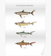 Póster HÍBRIDOS DE TROUT-SHARK de NORTE AMÉRICA