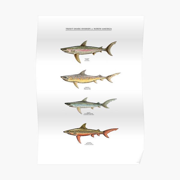 TROUT-SHARK HYBRIDS of NORTH AMERICA Poster