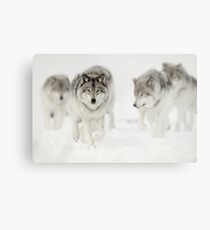 Timber Wolf Pack Metal Print