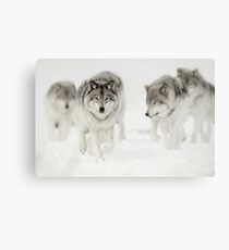Timber Wolf Pack Canvas Print