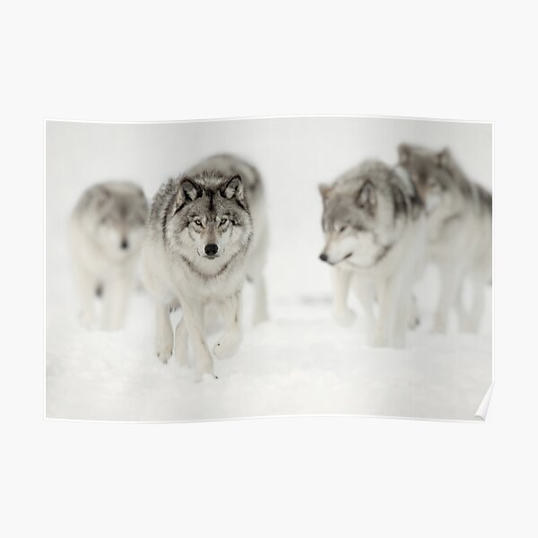 Timber Wolf Pack Poster