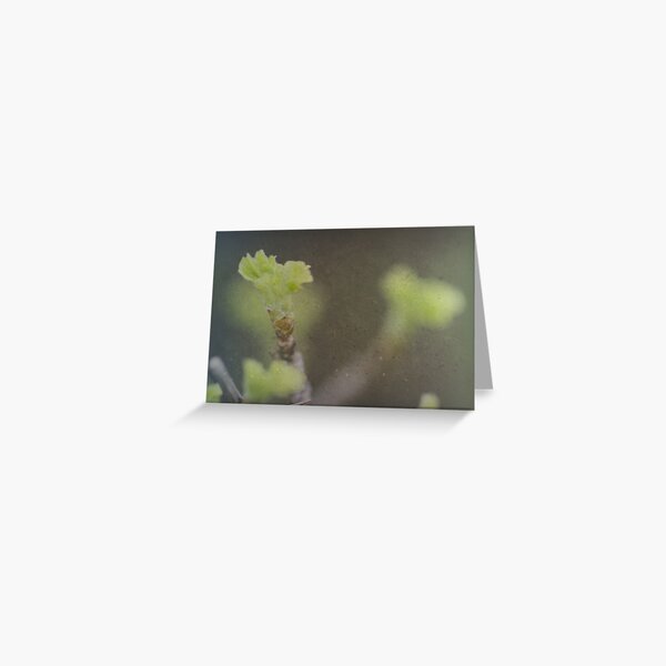 The New Beginning Greeting Card