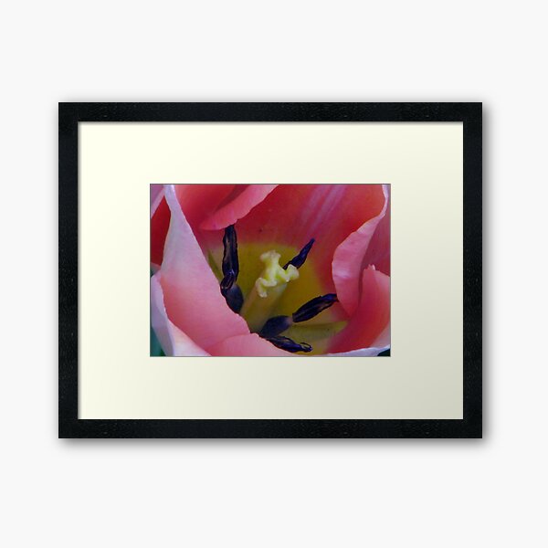 tulip bliss Framed Art Print