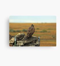 Red Tail Canvas Print