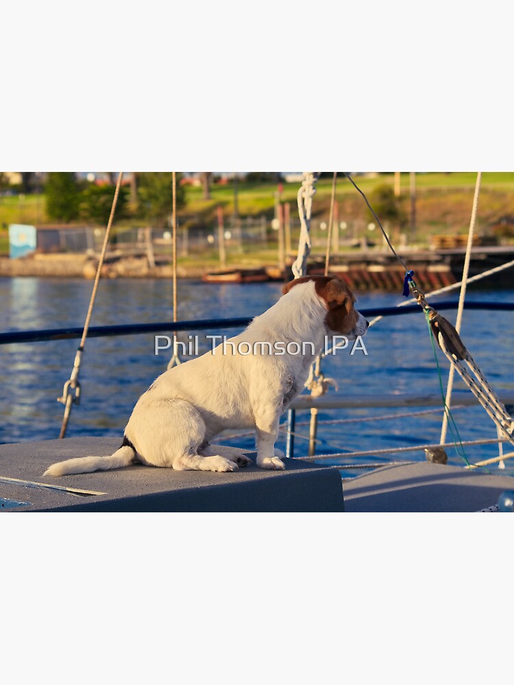 Labrador Sailor: The Captain Of The Boat Poster