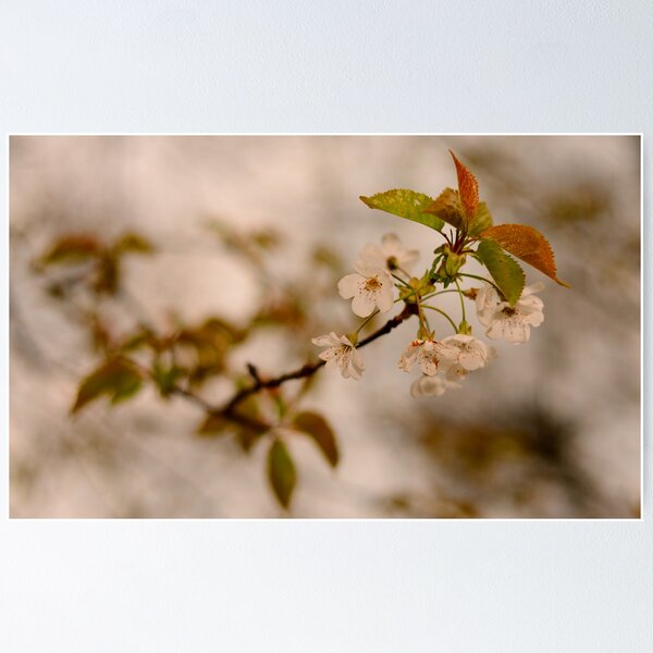 Item preview, Wild Cherry Blossom designed and sold by jonshort58.
