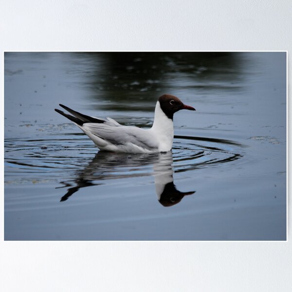 Item preview, Black Headed Gull designed and sold by dougie1page3.