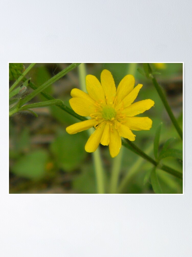 "Yer Yella, But What Else Are Ya?" Poster by Navigator Redbubble