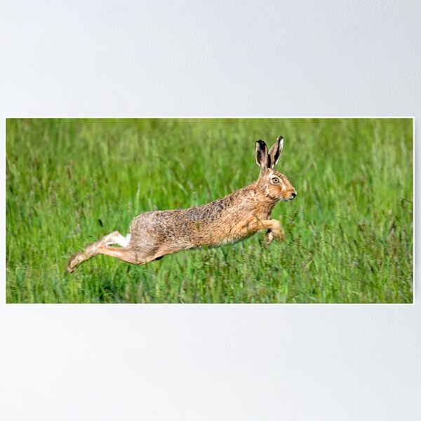 Item preview, Hare leaping through the grass designed and sold by Itsgrimupnorth.