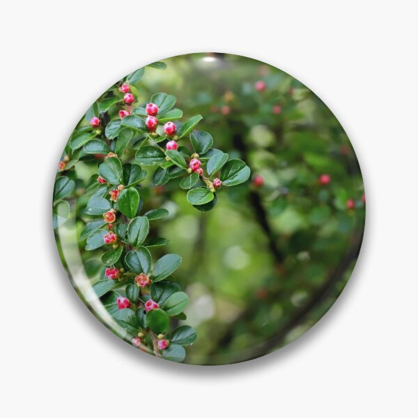 Item preview, Cranberry Cotoneaster in bloom designed and sold by annalisa56.