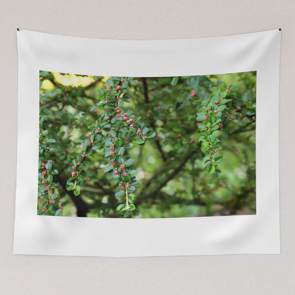 Item preview, Cranberry Cotoneaster in bloom designed and sold by annalisa56.