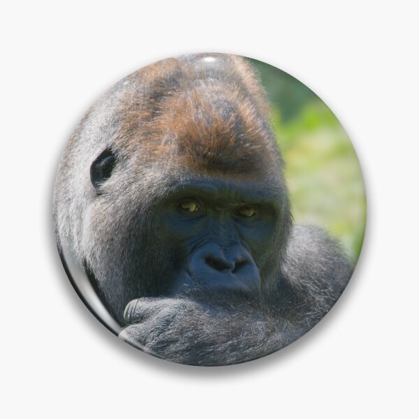 Item preview, Silverback Gorilla And His Blanket designed and sold by rawshutterbug.