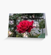Roses are red........ Greeting Card