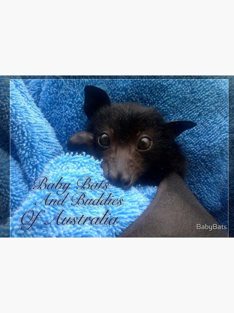 Baby Bats and Buddies of Australia . by BabyBats
