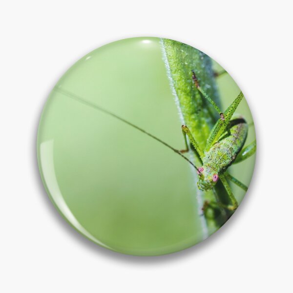 Item preview, Common green cricket insect on branch designed and sold by Grégory DUBUS.