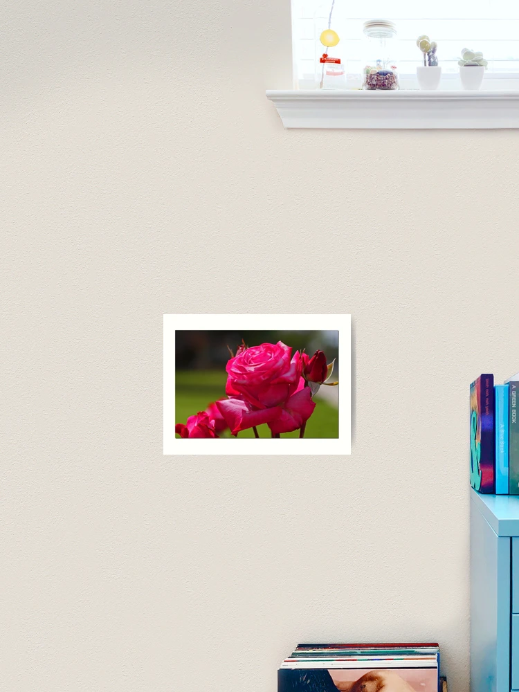 Thumbnail 2 of 3, Art Print, Spring Roses designed and sold by Chet King.