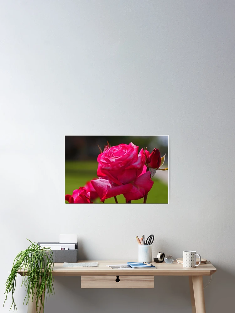 Thumbnail 2 of 3, Poster, Spring Roses designed and sold by Chet King.