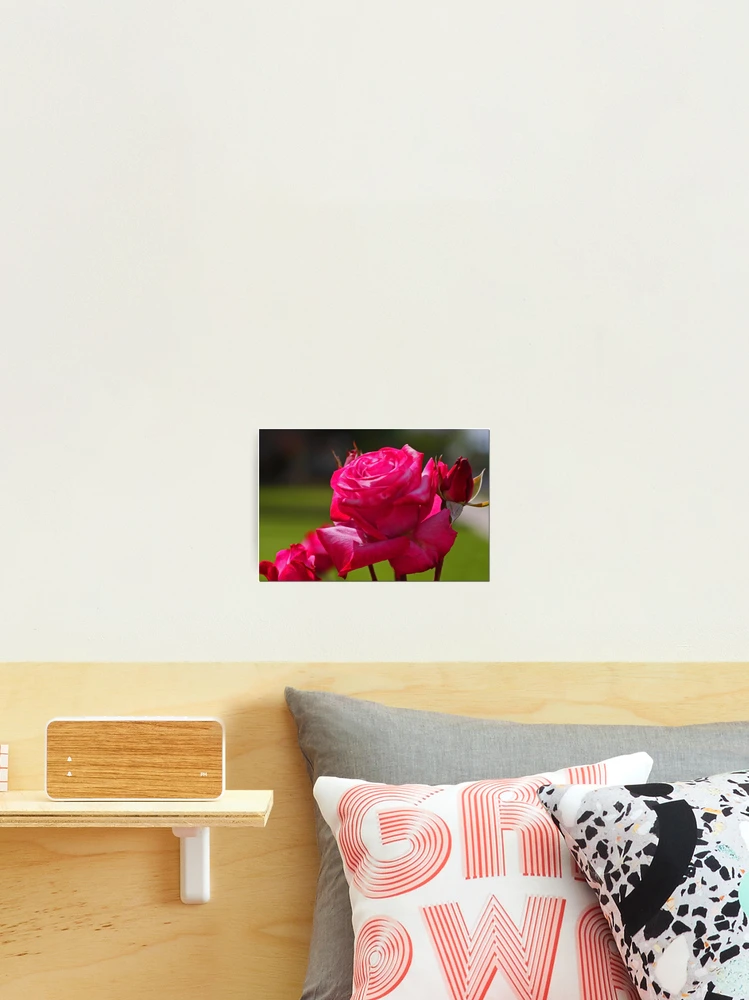 Thumbnail 2 of 3, Photographic Print, Spring  Roses designed and sold by Chet  King.