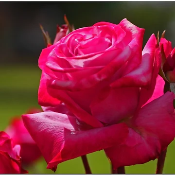 Artwork thumbnail, Spring Roses by Chet King