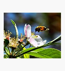 Apple Blossom & Honey Bee Photographic Print
