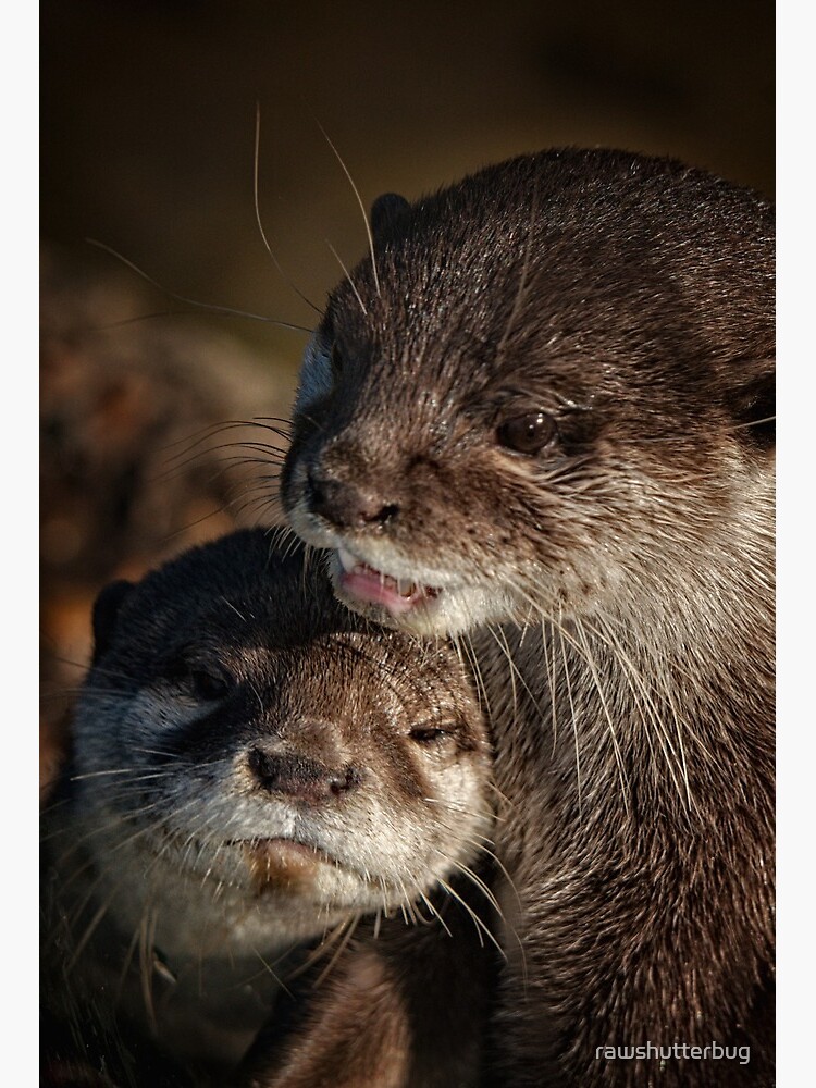 Mama nutria arrulla e su bebe. 