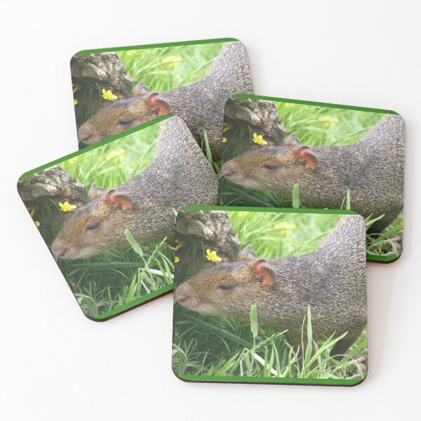 Item preview, Agouti designed and sold by KcsArt87.