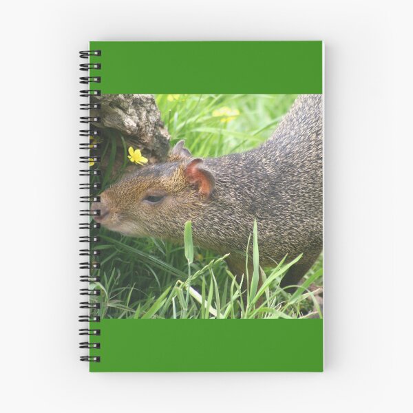 Item preview, Agouti designed and sold by KcsArt87.