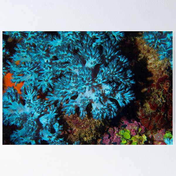 Artikelvorschau, Turquois Soft Corals entworfen und verkauft von bdoherty.