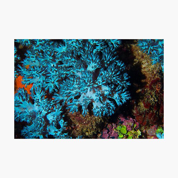 Artikelvorschau, Turquois Soft Corals entworfen und verkauft von bdoherty.