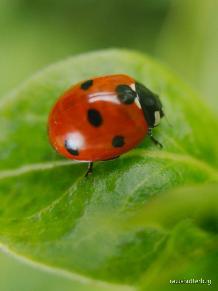 Thumbnail 4 of 4, iPhone Case, Ladybird designed and sold by rawshutterbug.