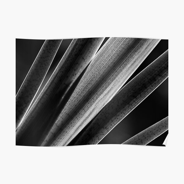 Water Grass Poster
