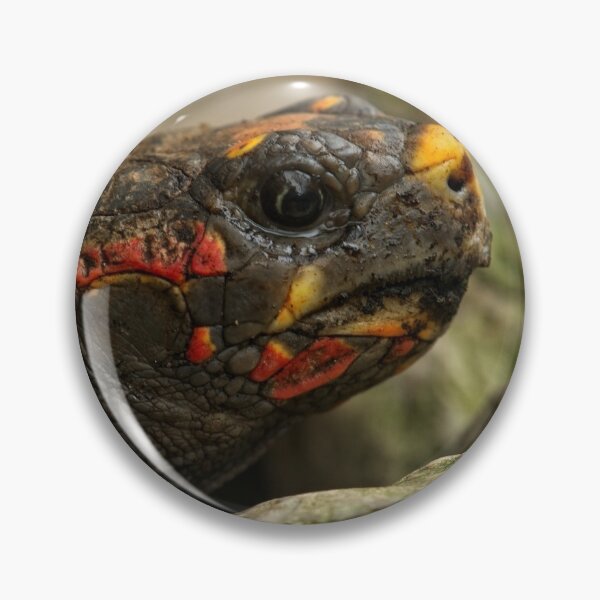 Item preview, Red-Footed Tortoise designed and sold by rawshutterbug.