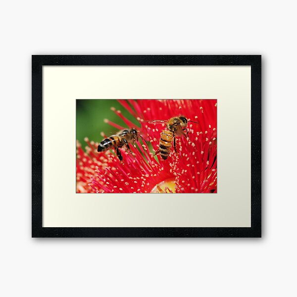 Two bees sitting on a red-flowering gum Framed Art Print