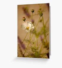 Cosmea .. Greeting Card
