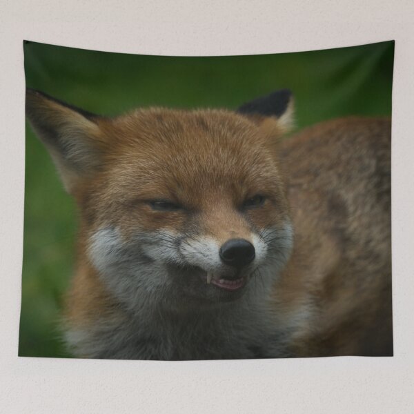 Item preview, Wild Red Fox Showing Its Teeth designed and sold by rawshutterbug.