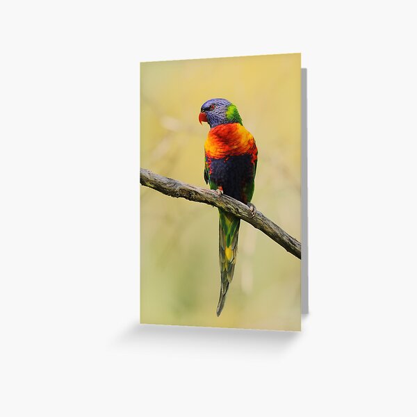 Item preview, Perched Rainbow Lorikeet designed and sold by CBoyle.